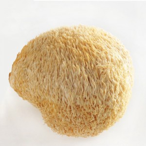 Прашок од печурки од лавовска грива