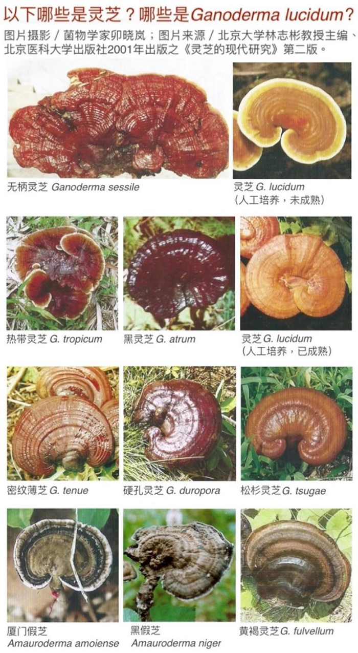 On Reishi’s Safety and Efficacy