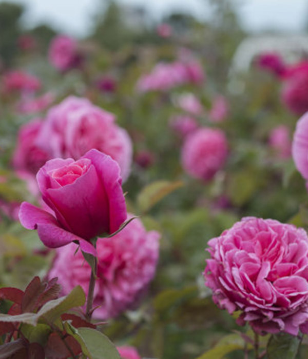 FerliKISS fertilizante nitrogenado líquido de liberación lenta aplicado a la plantación de rosas