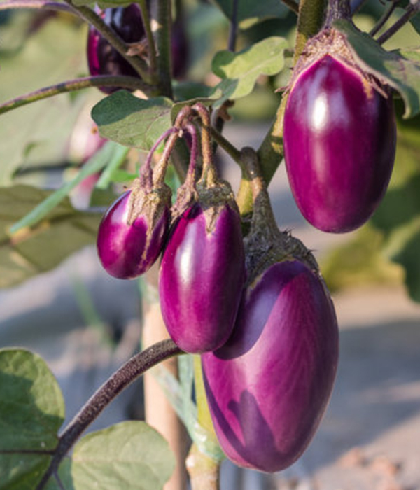 Série d'engrais spéciaux FERLIKISS appliquée à la plantation d'aubergines