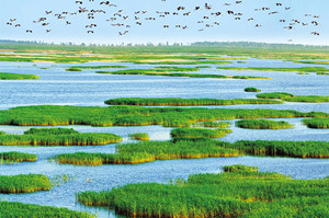 When World Wetlands Day is coming, what can we do?