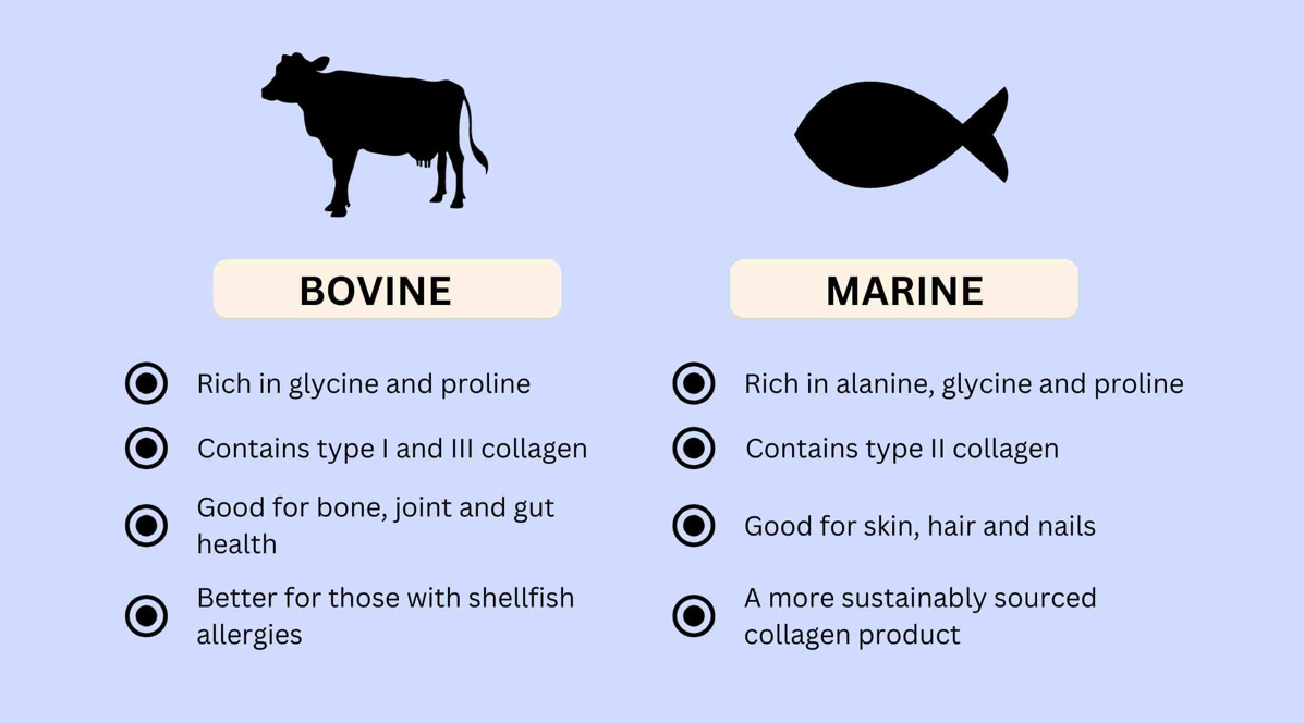 The versatile Use of Bovine Collagen and Marine Collagen