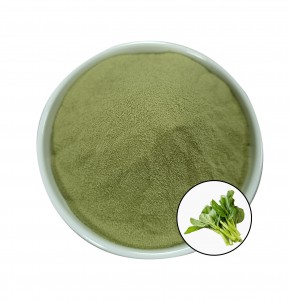 Natural Spinach powder with Best Price