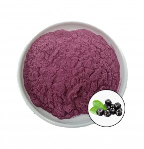 Black currant powder with best price