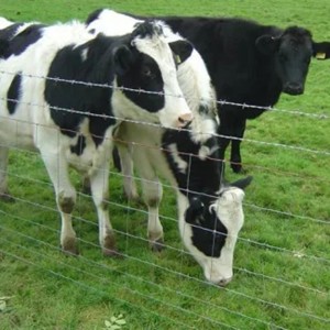 Clôture de bétail pour animaux de ferme galvanisée sur mesure