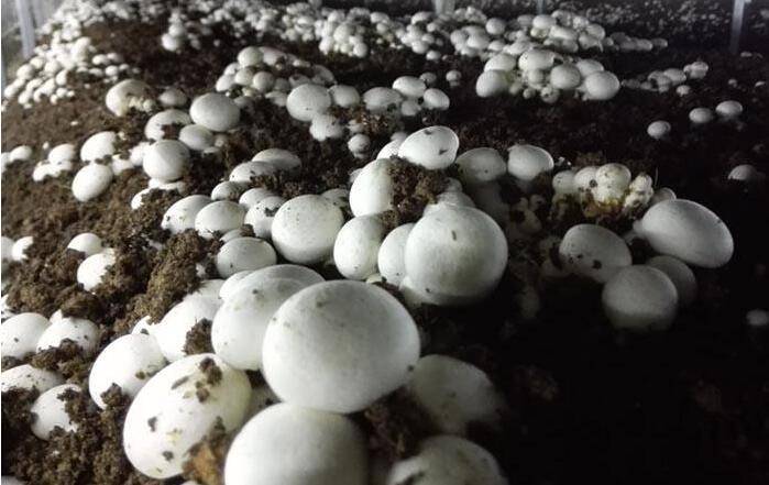 Applications Of Temperature And Humidity Sensor In Mushroom Culture House