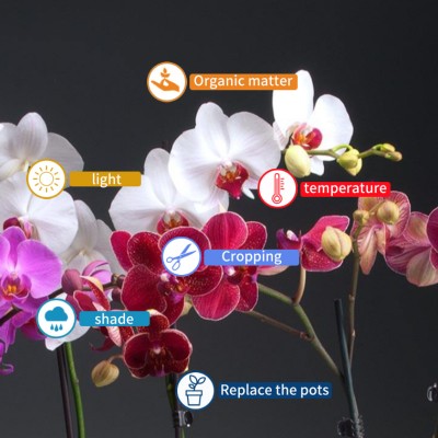 Intanet na Abubuwa (IoT) maganin yanayin zafi da firikwensin zafi don greenhouse orchid