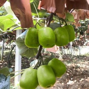 Kiwi Fruta hauts 
