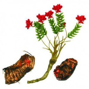 Rhodiola rosea Pakk 
