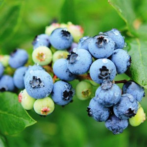Blueberry kukun 