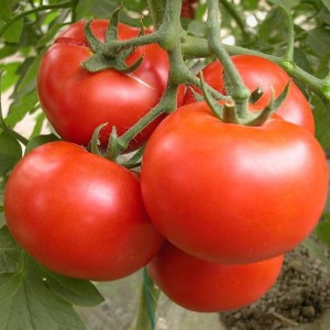 Tomate Pudder 