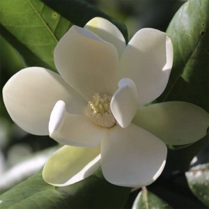 Magnolia Rinde extrahieren 