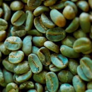 Verde extracto de grans de café 