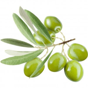 Olive Leaf Earrann 