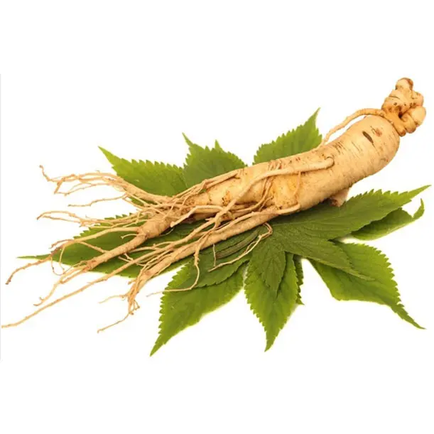 What Is Siberian Ginseng Good For? Is There Any Side Effects?