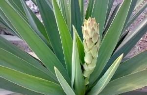Yucca extract