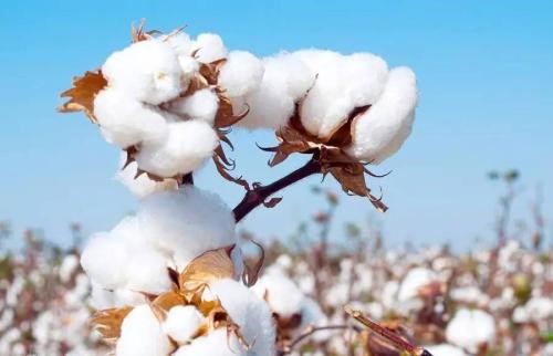 世界トップ10の綿花生産国