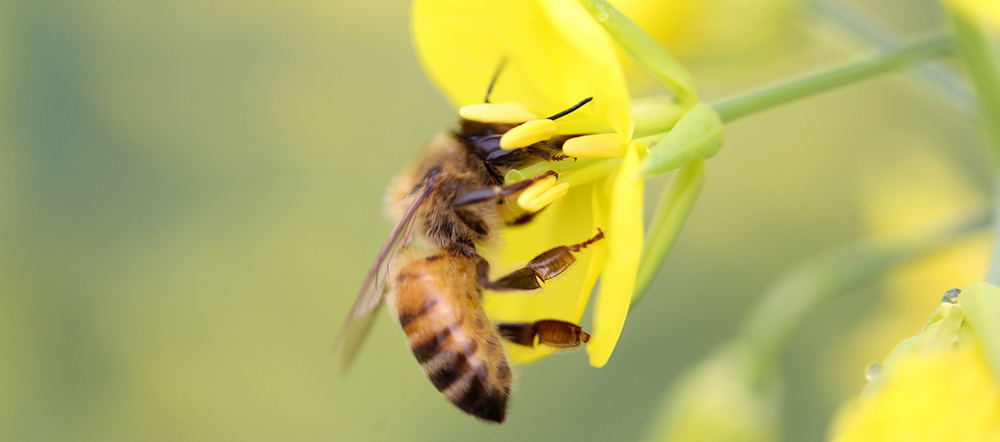 محصولات زنبور عسل