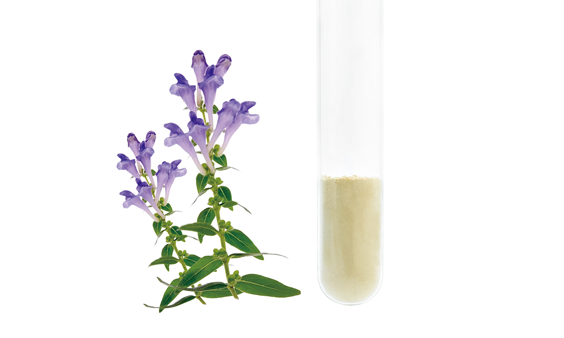 Skullcap Root Extract Featured Image