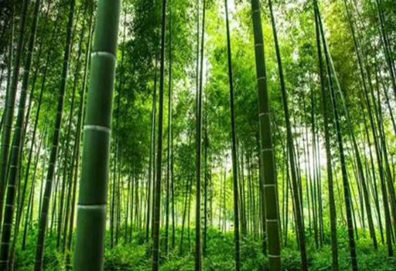 Despre caracteristicile fibrei de bambus!