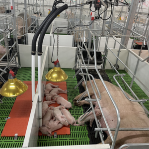 Graphene Pig Farming Equipment Smart Nursery Baby Piglets Heating Pad