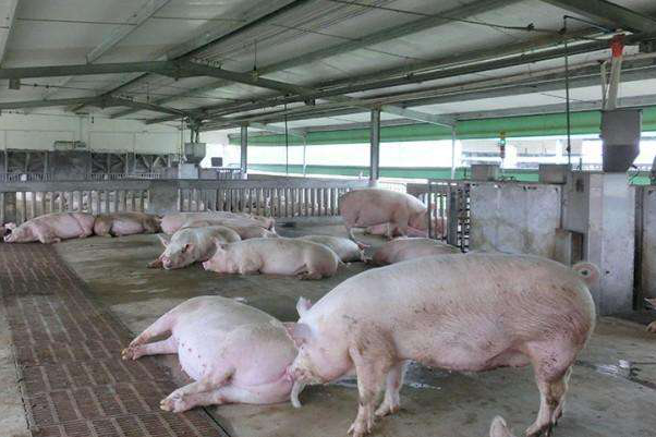 What are the tips for high-temperature pig raising in summer (1)