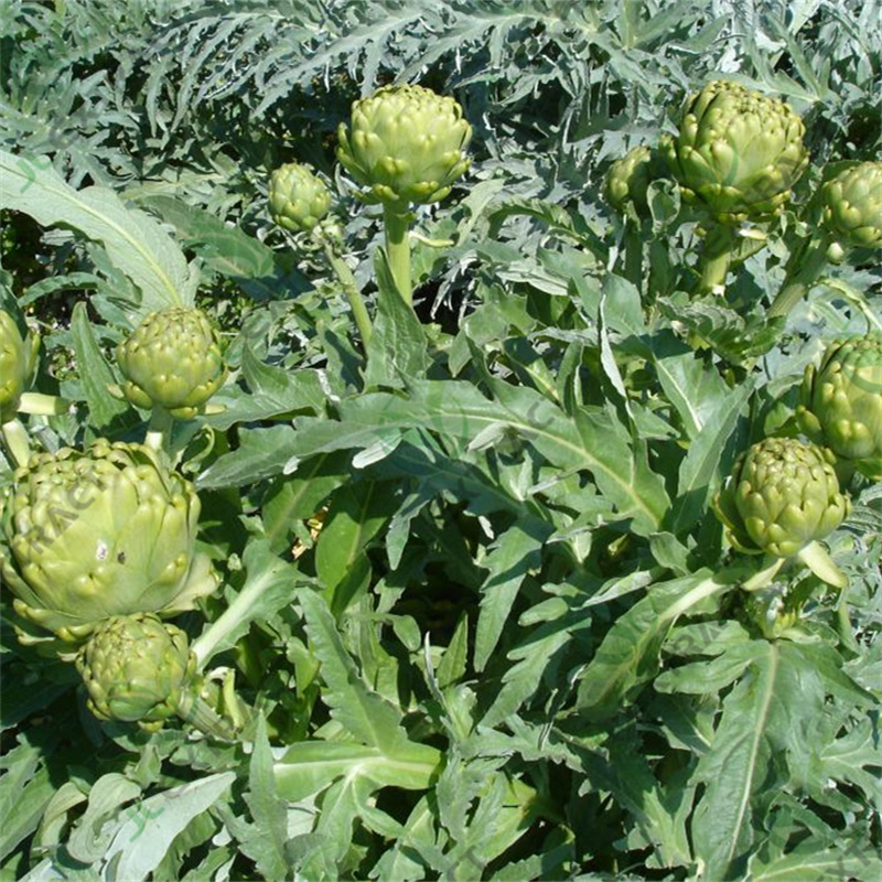 China Alliin Manufacturers - Artichoke Extract, Cynara Scolymus Extract  – JL EXTRACT