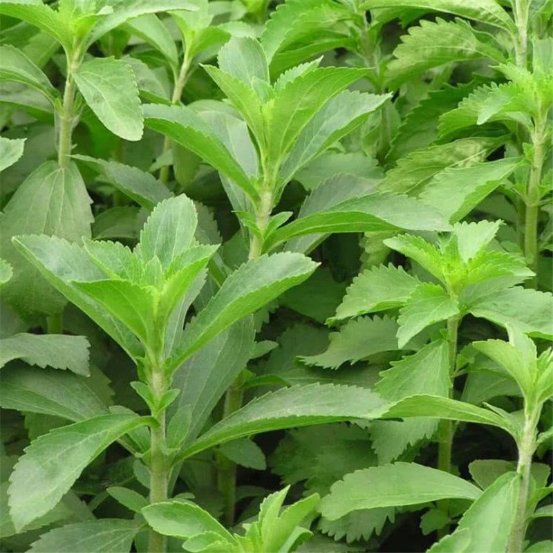 Stevia Extract, Stevioside, Rebaudioside A Featured Image