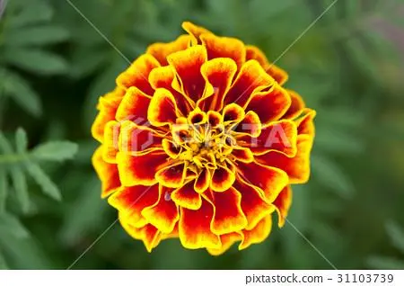 Lutein From Marigold Flower Extract