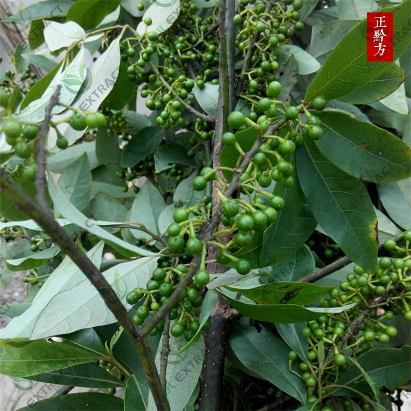FAMIQS Star Anise Seed Oil Manufacturers - Litsea Cubeba Oil, Litsea Berry Oil  – JL EXTRACT Featured Image