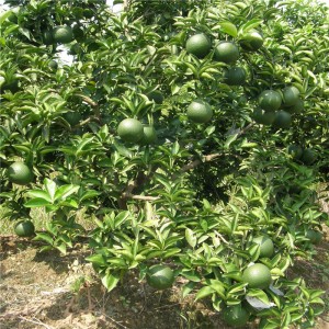 Citrus Aurantium Extract, Citrus Bioflavonoids