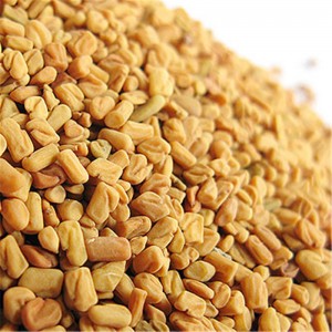 Fenugreek Seed Extract, Saponin