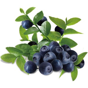 Derxistina bilberry