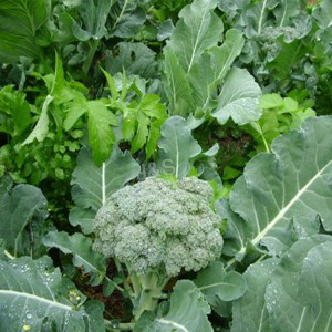 Brokolicový prášek