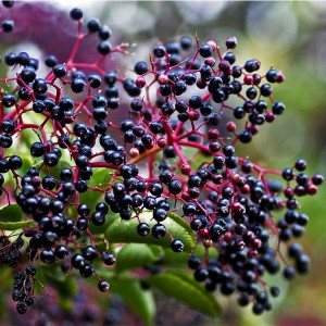 Detholiad Elderberry