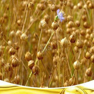 Mkpụrụ flaxseed