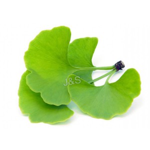 Best-Selling Ginkgo Biloba Extract Supply to Slovenia