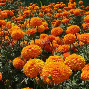 Dyfyniad marigold
