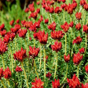 12 Years Manufacturer Organic Rhodiola Rosea Extract in Senegal