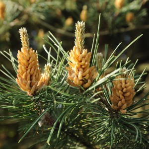 Pinus cortice extractum