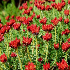 One of Hottest for Rhodiola Rosea Extract Wholesale to United Kingdom