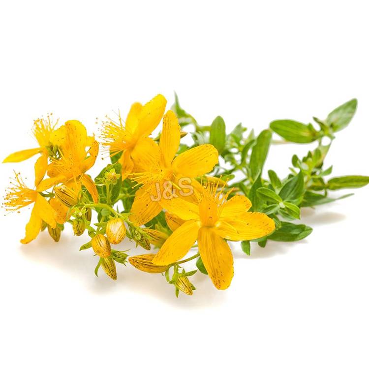 How much do you know about St.John’s wort?