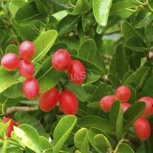 Wholesale Dealers of Wolfberry Extract in Rotterdam