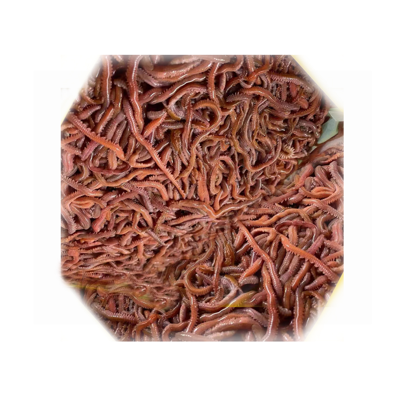 Fishing Bait Green Red Worm Fresh Live Blood Worm Living Lugworm Nereis Worms