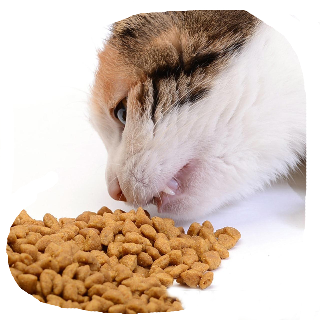 Bulkkitukku korkealaatuinen kissan kuivaruokaravinto tonnikalamakuinen luomukissan kuivaruoka
