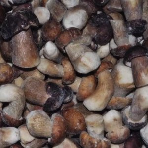 IQF Porcini
