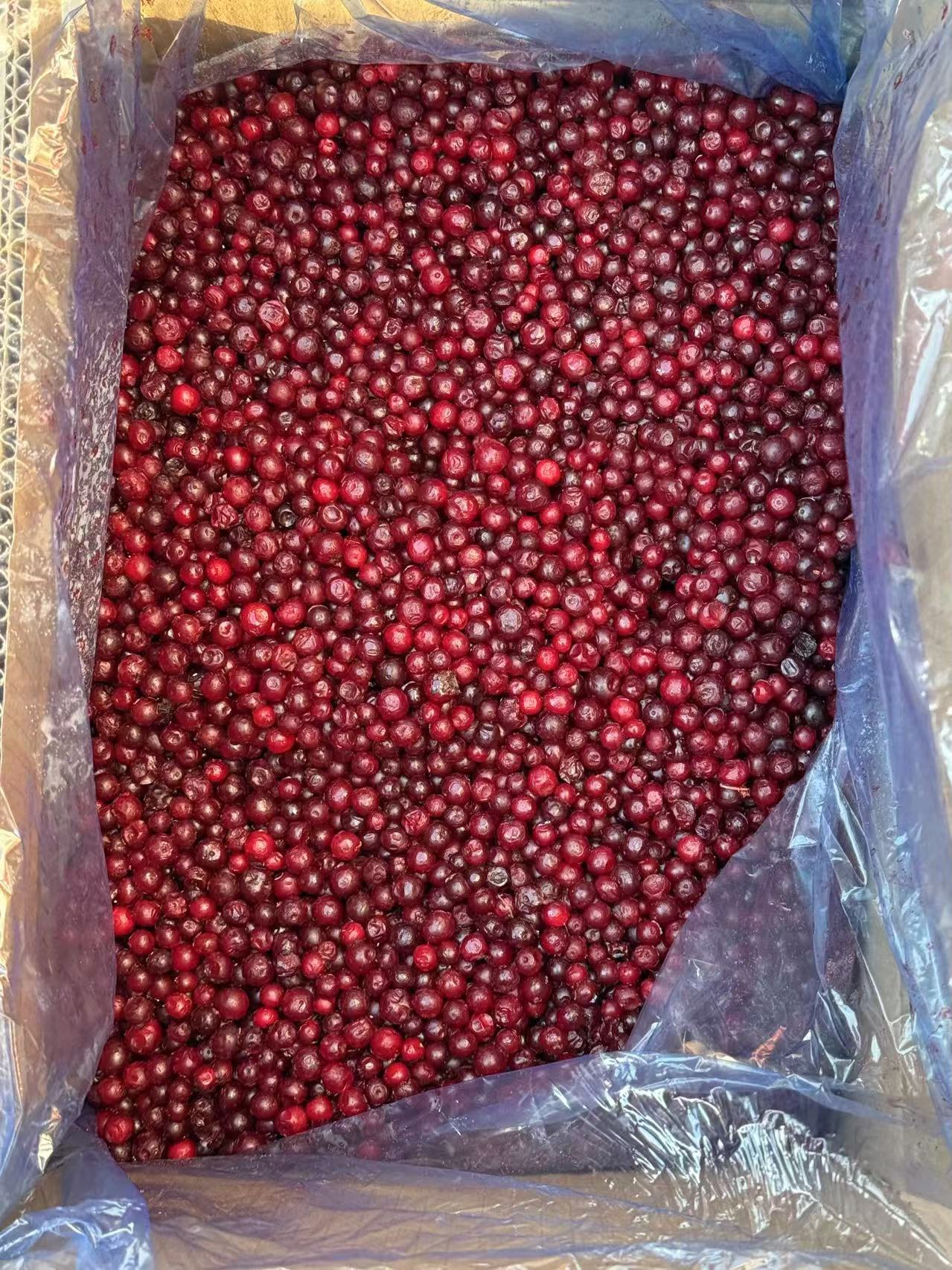 Exploring the Health Benefits and Growing Popularity of IQF Lingonberries
