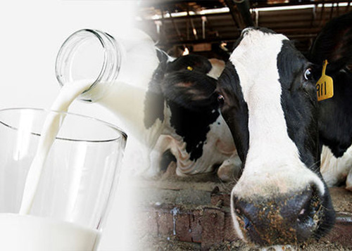 Screening Methods for Antibiotics Test In Dairy Industry
