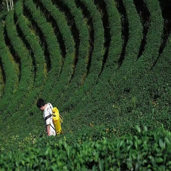 Kwinbon: Rapid Detection Scheme for Pesticide Residues in tea