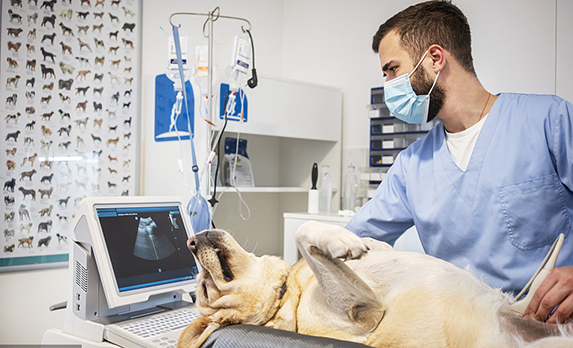 Peranti perubatan yang baru dibangunkan untuk kegunaan veterinar, lebih khusus dalam haiwan peliharaan